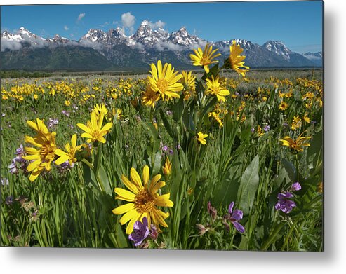 Jeff Foott Metal Print featuring the photograph Mule Ears And The Tetons #1 by Jeff Foott