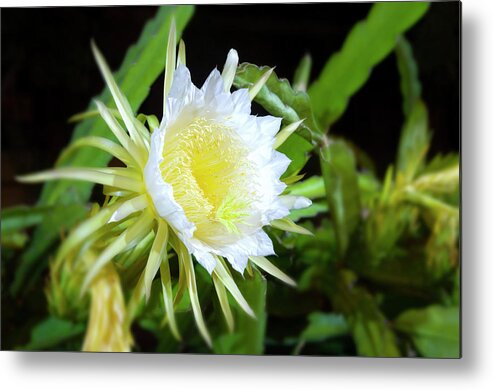 Nightblooming Cereus Metal Print featuring the photograph Nightblooming Cereus #1 by David L Moore