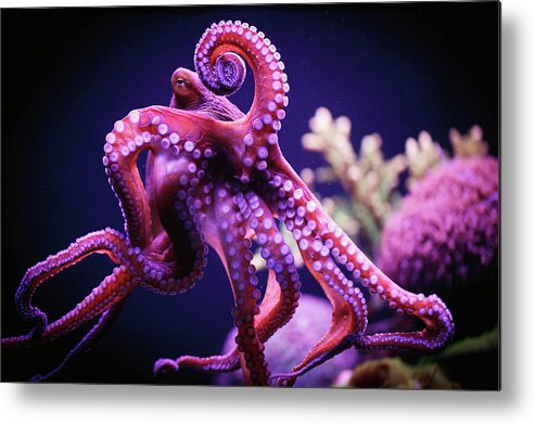 Underwater Metal Print featuring the photograph Octopus #1 by Reynold Mainse / Design Pics