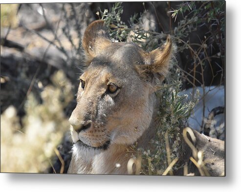 Lion Metal Print featuring the photograph Okavango Lioness by Ben Foster