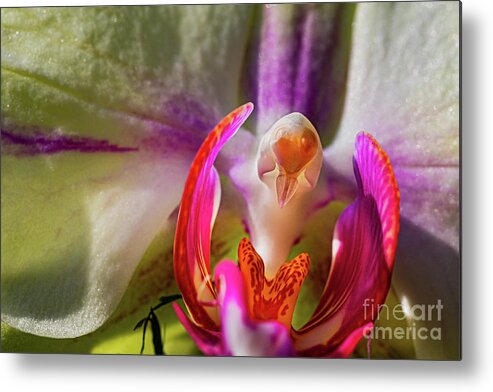 Orchids In Spring Metal Print featuring the painting Orchids In Spring, Close Up On Blurred Background by European School