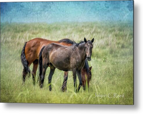  Metal Print featuring the photograph Osage Horses #2 by Jolynn Reed