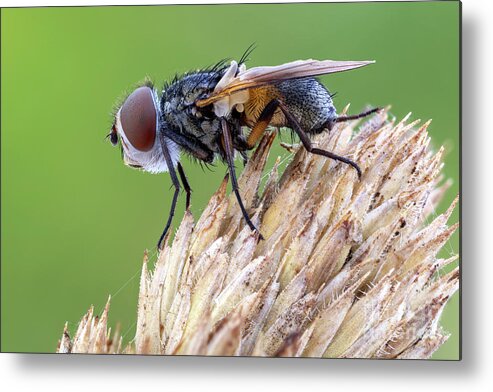 Painted-wing Tachinid Fly Metal Print featuring the photograph Painted-wing Tachinid Fly #1 by Ozgur Kerem Bulur/science Photo Library