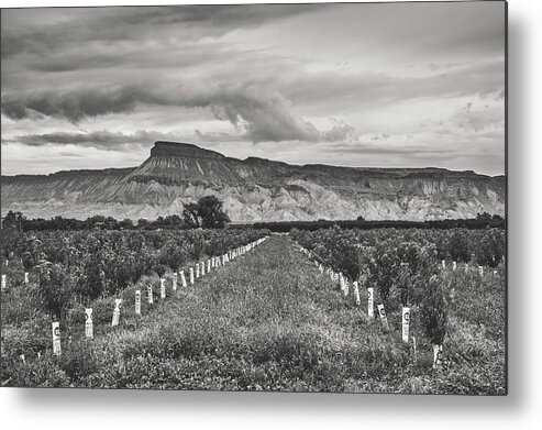 Peach Trees Metal Print featuring the photograph Peach Tree Orchard - Palisade, Colorado #1 by Mountain Dreams