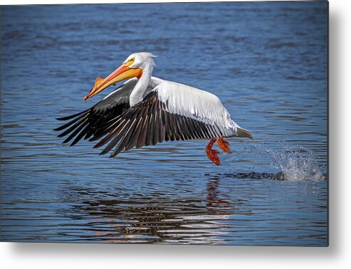 Bird Metal Print featuring the photograph Pelican Taking Off #1 by Ira Marcus