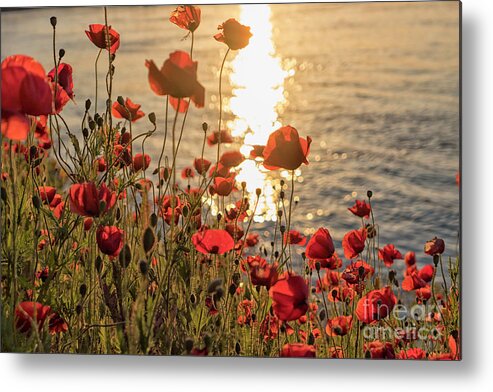 Poppy Metal Print featuring the photograph Poppy flowers at sunset on river by Patricia Hofmeester