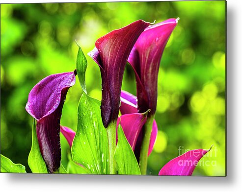 Araceae Metal Print featuring the photograph Purple Calla Lily Flower by Raul Rodriguez