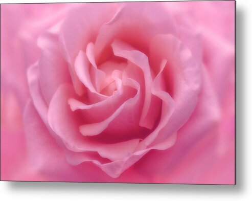 Rose Pink Rose Metal Print featuring the photograph Rose Pink Rose #1 by Cora Niele