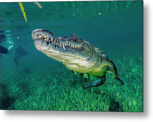 Gardens Of The Queen Metal Print featuring the photograph Saltwater Crocodile Of Cuba #1 by Bruce Shafer