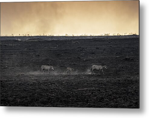 Kenya Metal Print featuring the photograph Savannah Burning #1 by Roberto Marchegiani