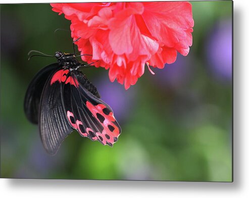 Insect Metal Print featuring the photograph Schmetterling Lepidoptera #1 by Copyright By Hellboy2503/jörg David
