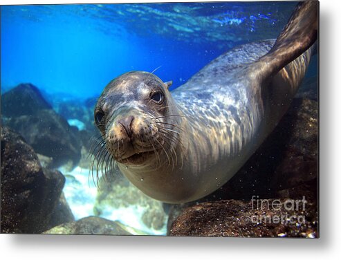Beauty Metal Print featuring the photograph Sea Lion Swimming Underwater In Tidal by Longjourneys