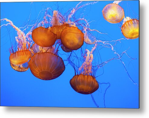 Aquarium Metal Print featuring the photograph Sea Nettles, Pacific Ocean #1 by Stuart Westmorland