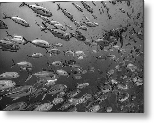 Disk1215 Metal Print featuring the photograph Sea Turtle And Schooling Fish #1 by Tim Fitzharris