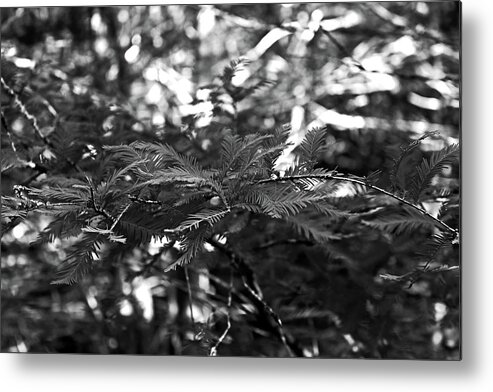 Cypress Tree Metal Print featuring the photograph Shadowed Stories #1 by Michiale Schneider