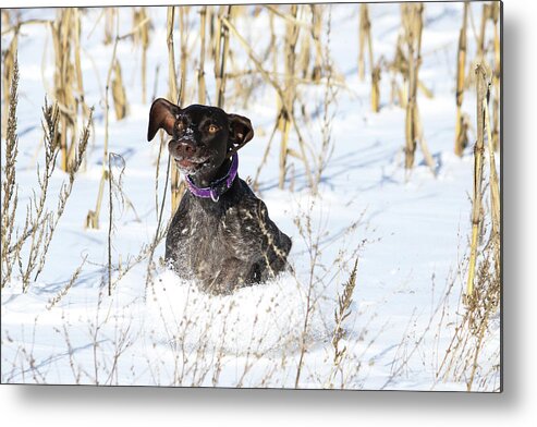 Goofy Metal Print featuring the photograph Silly Face Macie by Brook Burling