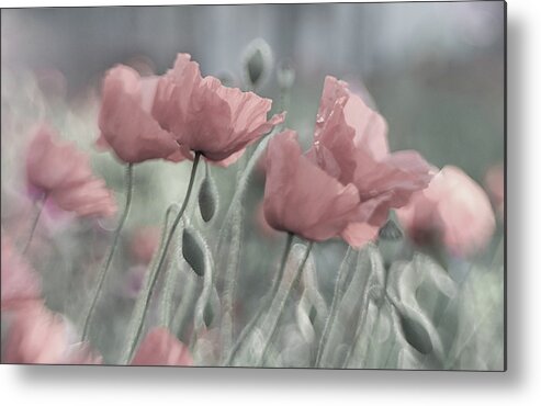Flower Metal Print featuring the photograph Softly by Anne Worner