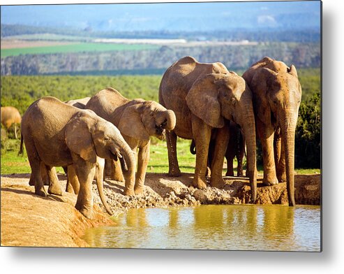 Tranquility Metal Print featuring the photograph South Africa, African Elephants At #1 by John Seaton Callahan