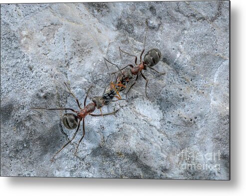 Southern Wood Ant Metal Print featuring the photograph Southern Wood Ant Carrying Prey #1 by Bob Gibbons/science Photo Library