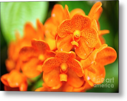Background Metal Print featuring the photograph Spotted Tangerine Orchid Flowers #1 by Raul Rodriguez