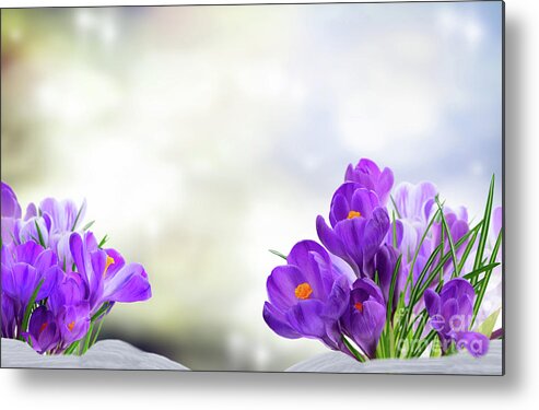 Beam Metal Print featuring the photograph Early Spring Crocuses by Anastasy Yarmolovich