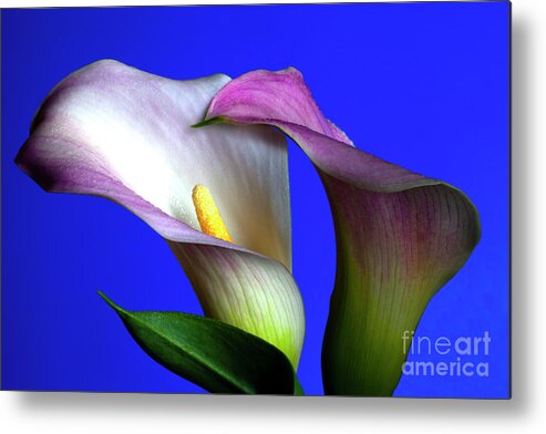 Calla Metal Print featuring the photograph Sublime #2 by Doug Norkum