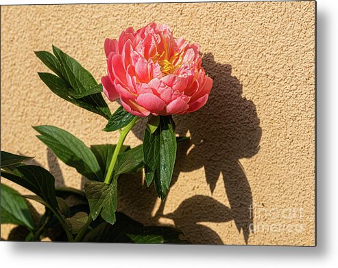 Sublime Peony Metal Print featuring the painting Sublime Peony, Dijon, France, April by European School