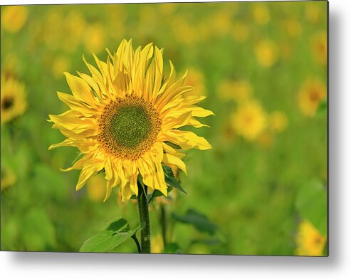 Sunflower Metal Print featuring the photograph Sunflower #1 by Cora Niele