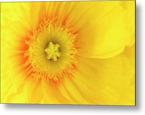 Iceland Poppy Metal Print featuring the photograph Sunshine #2 by Patty Colabuono