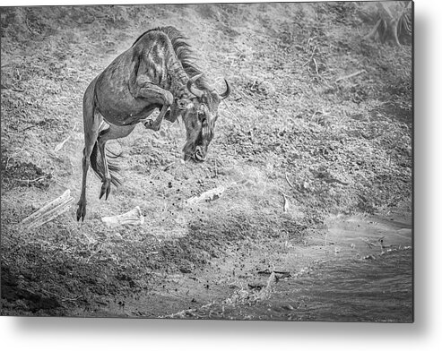 Wildlife Metal Print featuring the photograph The Leap For Life #1 by Jeffrey C. Sink