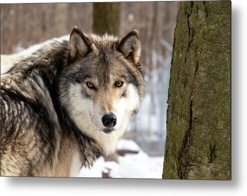 Timber Wolf Metal Print featuring the photograph Timber Wolf Stare #2 by Rose Guinther