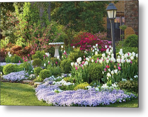 Tulips Metal Print featuring the photograph Tulip bed #1 by Garden Gate magazine