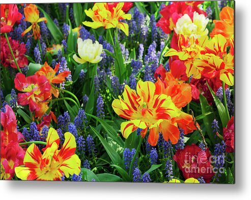 Tulips Metal Print featuring the photograph Tulips and Bluebell Flowerbed by Anastasy Yarmolovich