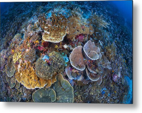 Ambiance Sous-marine Metal Print featuring the photograph Underwater Biodiversity #1 by Barathieu Gabriel
