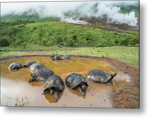 Animal Metal Print featuring the photograph Volcan Alcedo Tortoises In Wallow by Tui De Roy