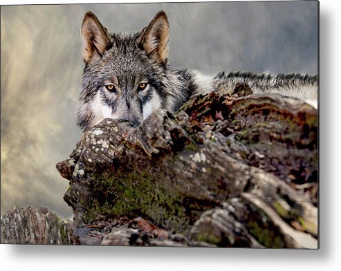Wolf Metal Print featuring the photograph Watching Wolf #1 by Jeannee Gannuch