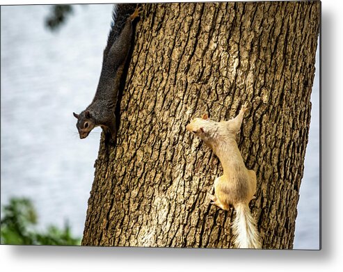 White Squirrel Metal Print featuring the photograph White Squirrel #2 by David Wagenblatt