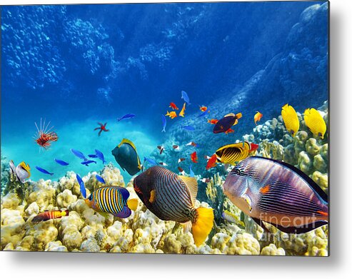 Red Metal Print featuring the photograph Wonderful And Beautiful Underwater by V e