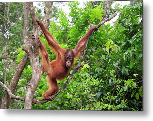 Suzi Eszterhas Metal Print featuring the photograph Young Orangutan In Tree #1 by Suzi Eszterhas