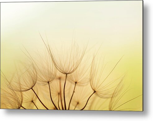 Orange Color Metal Print featuring the photograph Dandelion Seed #10 by Jasmina007