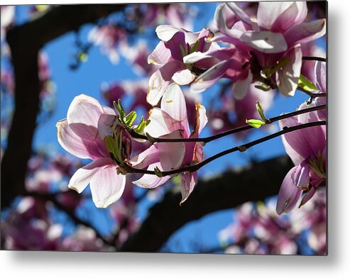 Magnolias Metal Print featuring the photograph Magnolia Blossoms #132 by Robert Ullmann