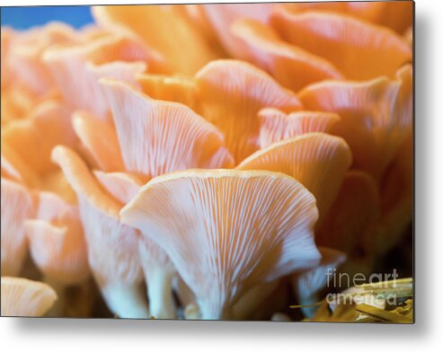 Pleurotus Djamor Metal Print featuring the photograph Pink Oyster Mushrooms #15 by Wladimir Bulgar/science Photo Library