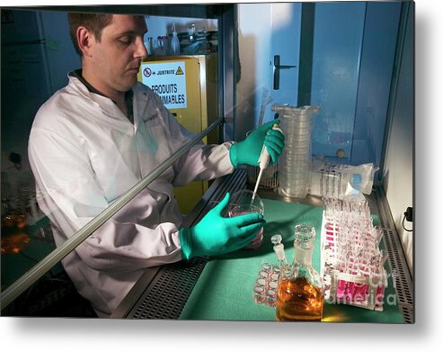 Research Metal Print featuring the photograph Cancer Research #16 by Pascal Goetgheluck/science Photo Library