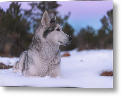 Animal Metal Print featuring the photograph Aurora #19 by Brian Cross