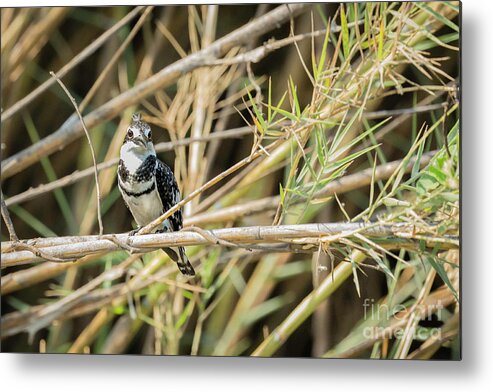 Africa Metal Print featuring the photograph Pied Kingfisher #1 by Timothy Hacker