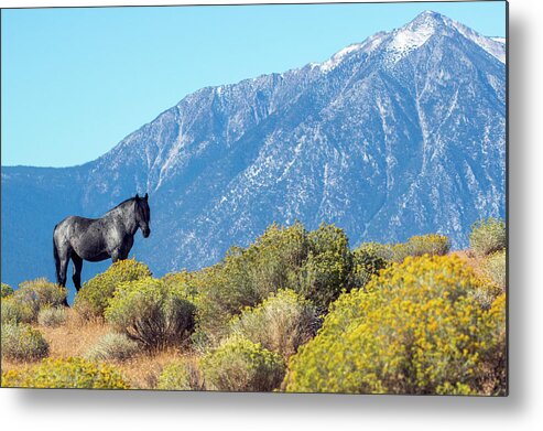  Metal Print featuring the photograph 1dx20924 by John T Humphrey