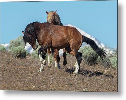  Metal Print featuring the photograph 1dx29590 by John T Humphrey