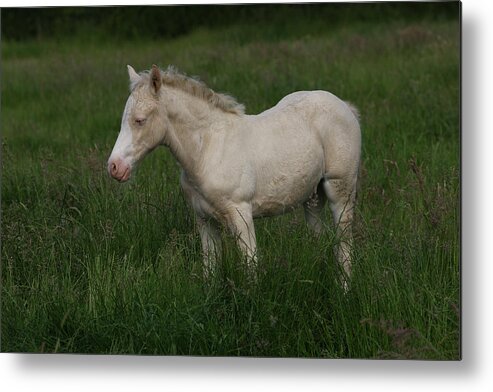 1z5f9853 Welsh Cob Foal Metal Print featuring the photograph 1z5f9853 Welsh Cob Foal, Brynseion Stud, Uk by Bob Langrish