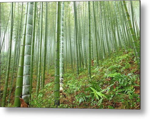 Chinese Culture Metal Print featuring the photograph Bamboo Forest #2 by Bihaibo