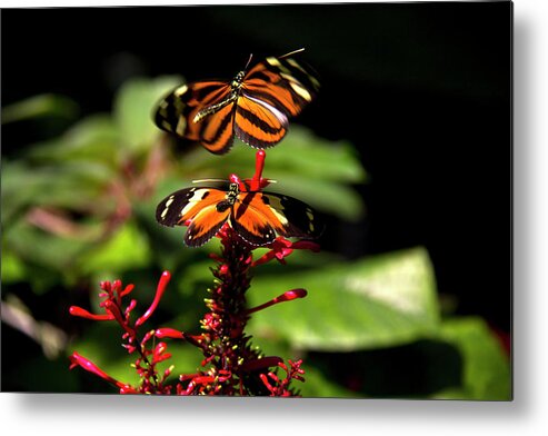 Butterfly Metal Print featuring the photograph Butterfly #3 by Richard Krebs